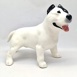 Американский стаффордширский терьер белый с моноклем