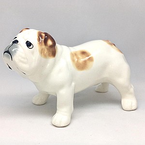 Английский бульдог в стойке красно-пегий