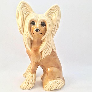 Китайская хохлатая бежевая