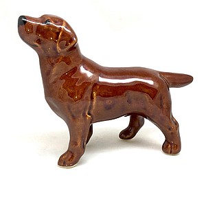 Лабрадор рыже-коричневый