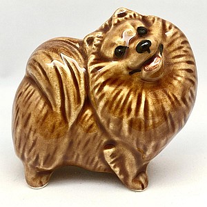 Шпиц малый рыжий